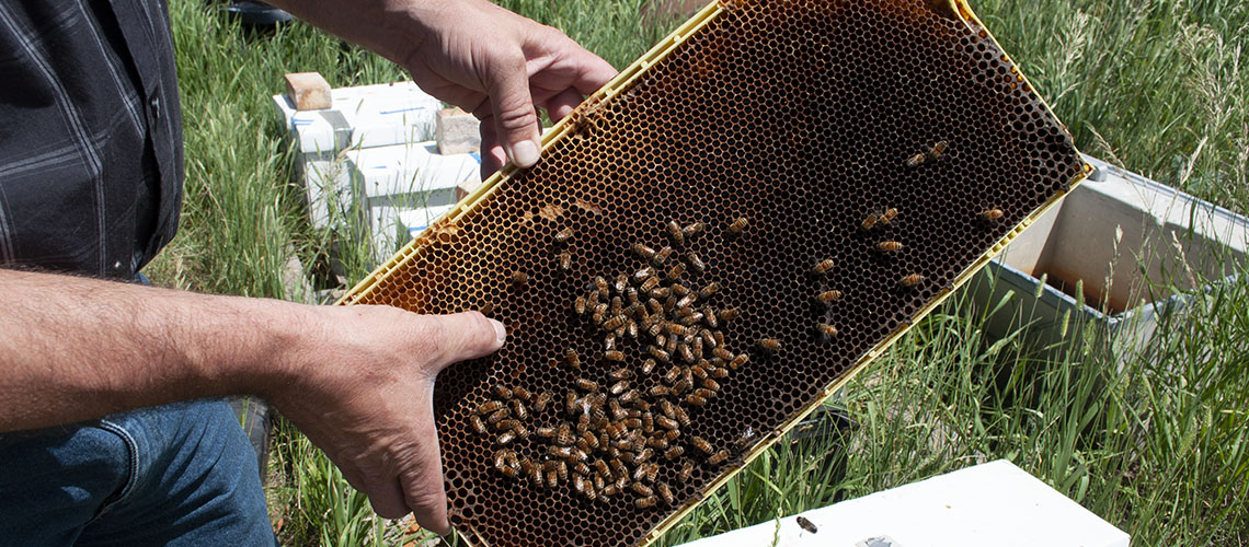 Wyoming beekeepers innovating to face challenges