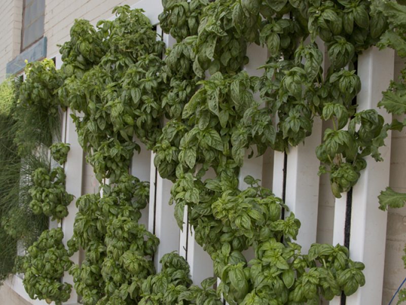 Grants available for vertical gardens to provide fresh, local food to cities