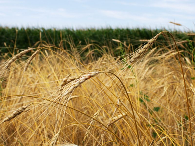 Ancient crops may find a new niche in Wyoming