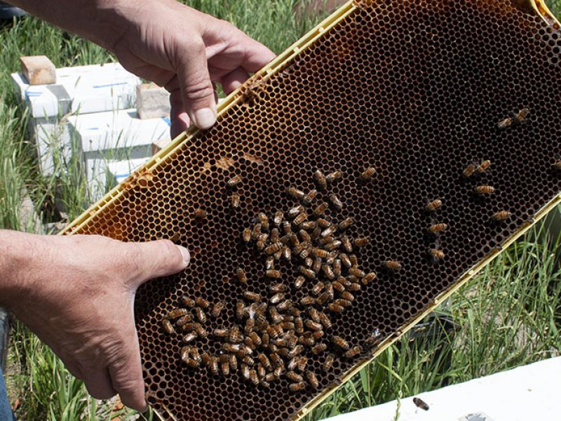 Wyoming beekeepers innovating to face challenges