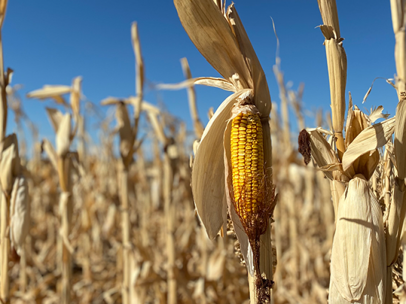 Business Relief Funding for Agriculture Coming in November